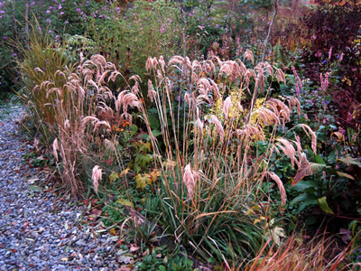 Calamagrostis emodensis - medium image 1