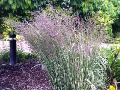 Calamagrostis 'Overdam' - medium image 1