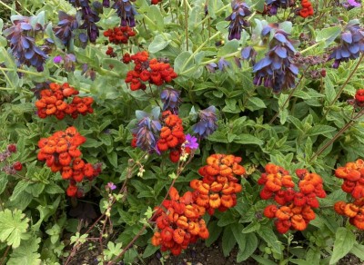 Calceolaria 'Camden Hero' - medium image 1