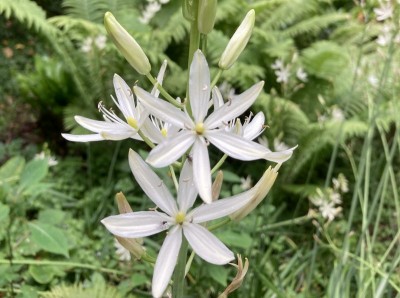 Camassia leichtlinii 'Alba' - medium image 1