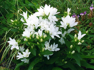 Campanula glomerata 'Alba' - medium image 1