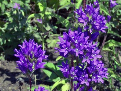 Campanula glomerata dahurica - medium image 1