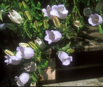 Campanula incurva - medium image 1