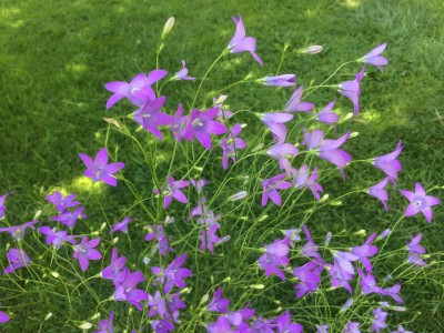 Campanula patula - medium image 1