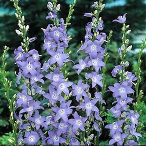 Campanula pyramidalis - medium image 1