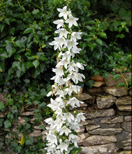Campanula pyramidalis 'Alba' - medium image 1