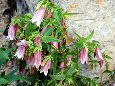 Campanula takesimana - medium image 1
