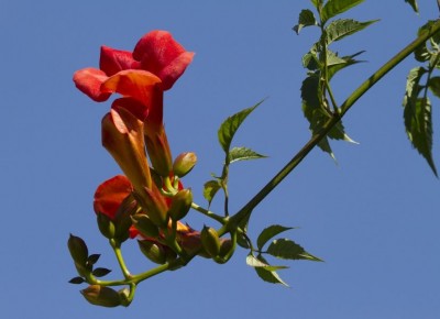 Campsis radicans - medium image 1