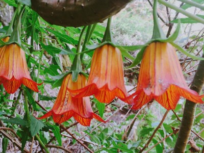 Canarina canariensis AGM - medium image 1