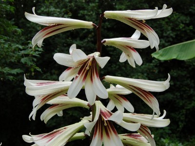 Cardiocrinum giganteum - medium image 1