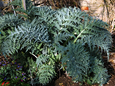 Cardoon - medium image 1
