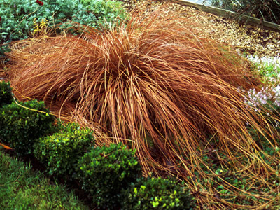 Carex flagellifera - medium image 1