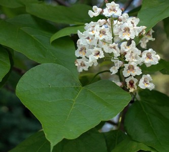 Catalpa bignonoides AGM - medium image 1