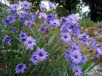 Catananche caerulea - medium image 1