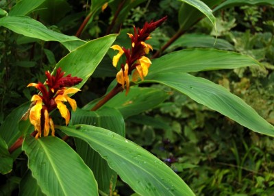 Cautleya spicata - medium image 1