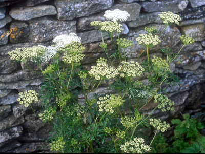 Cenolophium denudatum - medium image 1