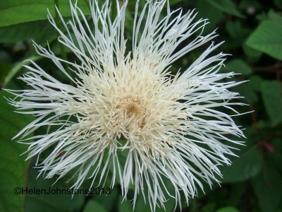 Centaurea americana 'Aloha Blanca' - medium image 1