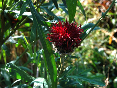 Centaurea atropurpurea - medium image 1