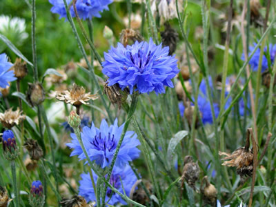 Centaurea cyanus - medium image 1