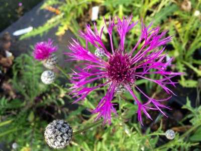 Centaurea scabiosa - medium image 1