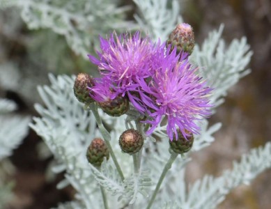 Centaurea 'Silver Feather' - medium image 1