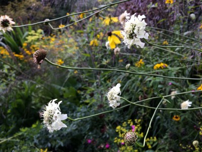 Cephalaria dipsacoides - medium image 1