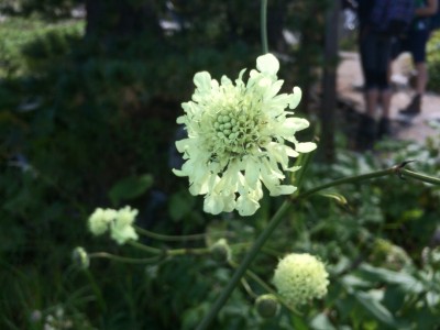 Cephalaria gigantea - medium image 1