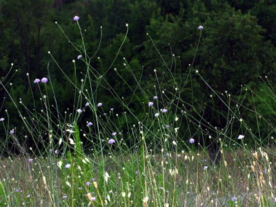 Cephalaria transylvanica - medium image 1