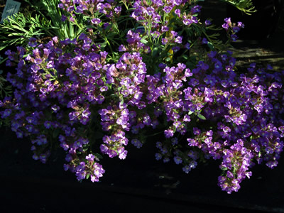 Chaenorrhinum origanifolium - medium image 1