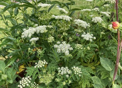 Chaerophyllum azoricum - medium image 1