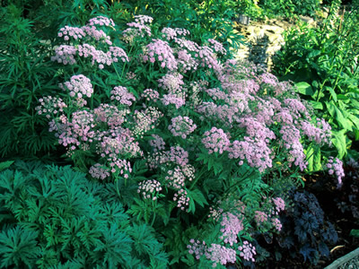 Chaerophyllum hirsutum 'Roseum' - medium image 1