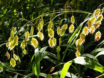 Chasmanthium latifolium - medium image 1