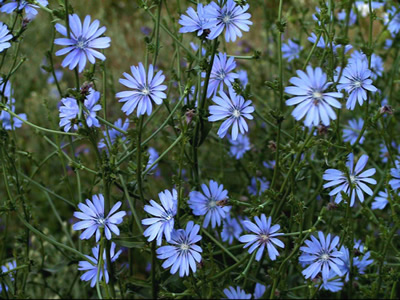 Chicory, Cichorium intybus - medium image 1