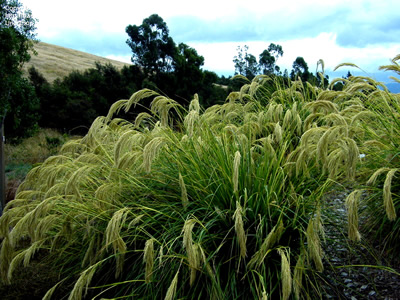 Chionochloa flavicans - medium image 1