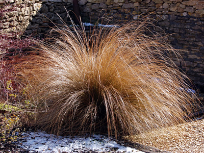 Chionochloa rubra - medium image 1