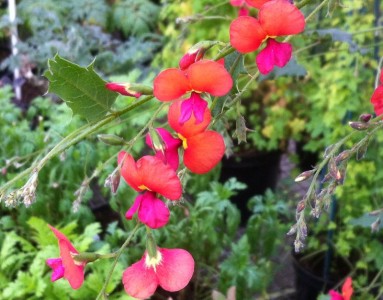 Chorizema diversifolium - medium image 1