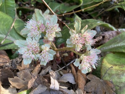 Chrysosplenium macrophyllum - medium image 1