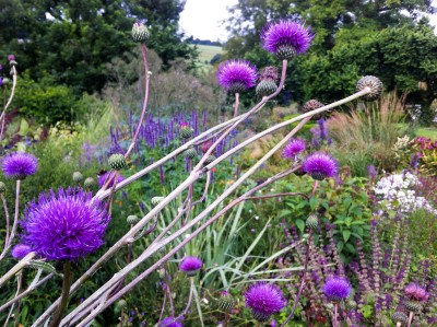 Cirsium canum - medium image 1