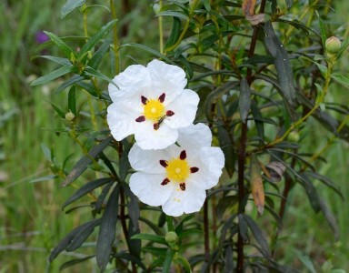 Cistus ladanifer - medium image 1