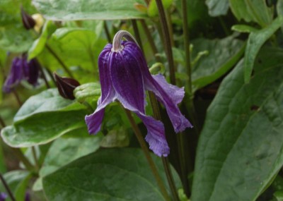 Clematis integrifolia - medium image 1
