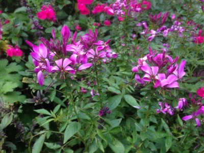 Cleome 'Senorita Rosalita' - medium image 1