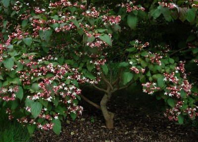Clerodendrum trichotomum AGM - medium image 1