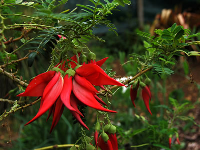 Clianthus puniceus - medium image 1