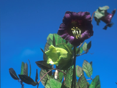 Cobaea scandens - medium image 1