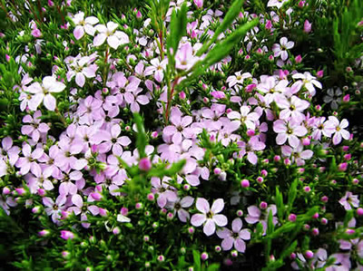 Coleonema pulchellum - medium image 1