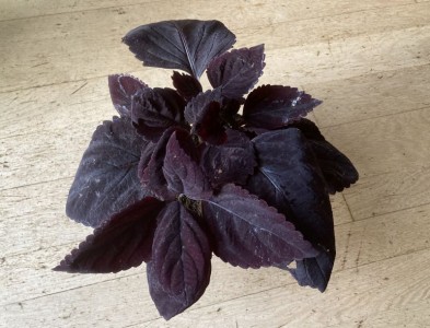 Coleus 'Palisandra' - medium image 1
