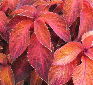 Coleus 'Wizard Sunset' - medium image 1