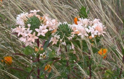 Collomia grandiflora - medium image 1
