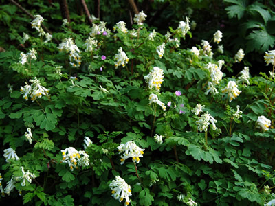 Corydalis ochroleuca - medium image 1