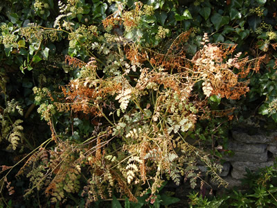 Corydalis ophiocarpa - medium image 1